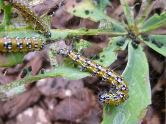 Uresiphita reversalis