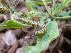 Uresiphita reversalis