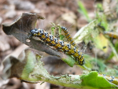 Uresiphita reversalis