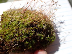 Ptychostomum imbricatulum