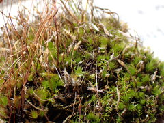 Ptychostomum imbricatulum