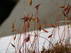 Ptychostomum imbricatulum