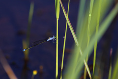 Ischnura pruinescens