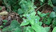 Pentaglottis sempervirens