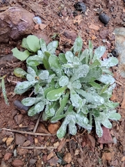 Pseudognaphalium affine