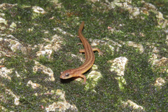 Eurycea multiplicata