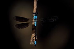 Diphlebia euphoeoides