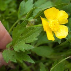 Ranunculus repens