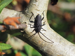 Ropalopus macropus