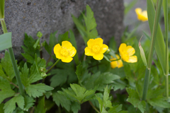 Ranunculus repens