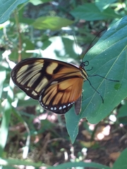 Athesis clearista