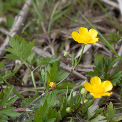 Ranunculus repens