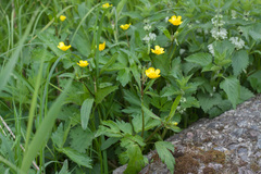 Ranunculus repens