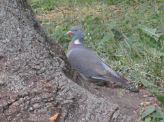 Columba palumbus