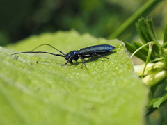 Agapanthiola leucaspis