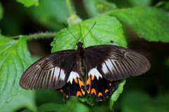 Papilio ambrax