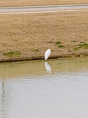 Ardea alba