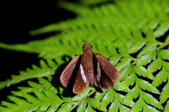 Notocrypta waigensis