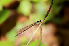 Pseudagrion ignifer