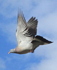 Columba palumbus