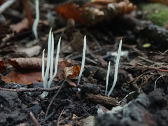 Clavaria echinonivosa