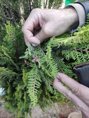 Platycladus orientalis