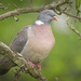 Common Wood-Pigeon - Photo (c) hedera.baltica, some rights reserved (CC BY-SA)