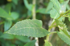Munnozia senecionidis