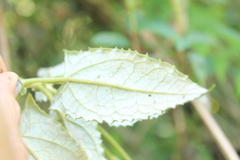 Munnozia senecionidis