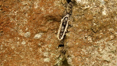 Friesella schrottkyi