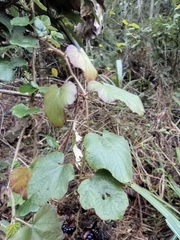 Rubus tephrodes ampliflorus