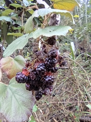 Rubus tephrodes ampliflorus