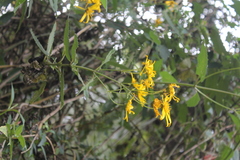 Munnozia senecionidis