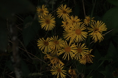 Munnozia senecionidis