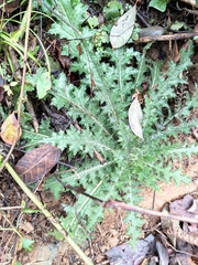 Cirsium japonicum