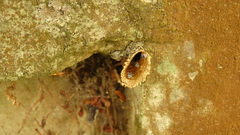 Friesella schrottkyi