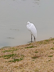 Ardea alba