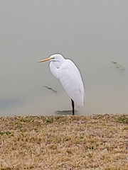 Ardea alba