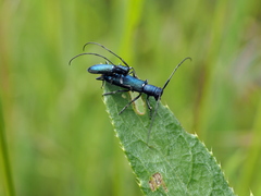 Agapanthiola leucaspis