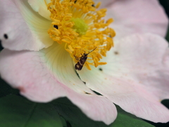 Micropterix maschukella