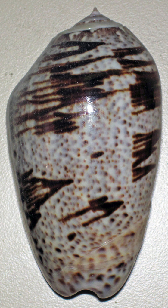 angled olive