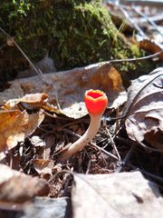 Microstoma protractum