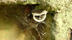 Friesella schrottkyi