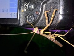 Stagmomantis domingensis