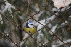 Cyanistes caeruleus