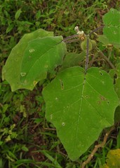 Solanum hirtum
