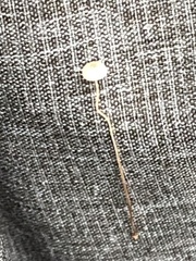 Marasmiellus filopes