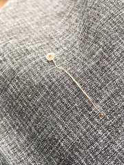 Marasmiellus filopes