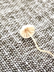 Marasmiellus filopes