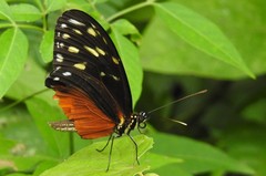 Heliconius hecale